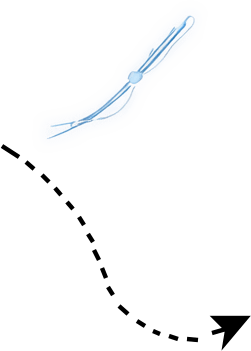 2-1 - Seta e fio PDO